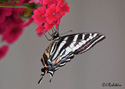 Papilio canadensis